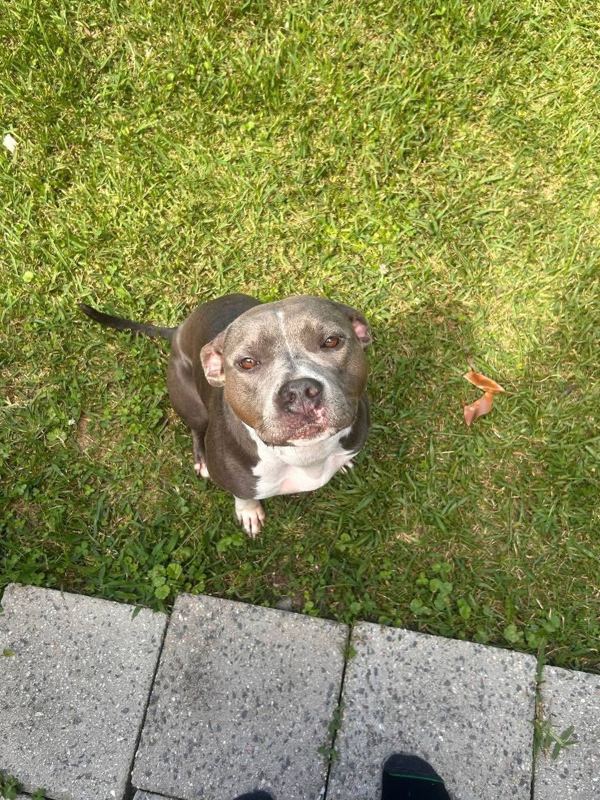 Nova looking up at the camera