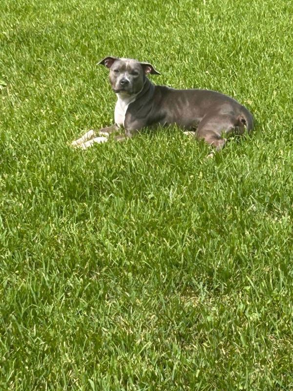 Nova relaxing on the lawn